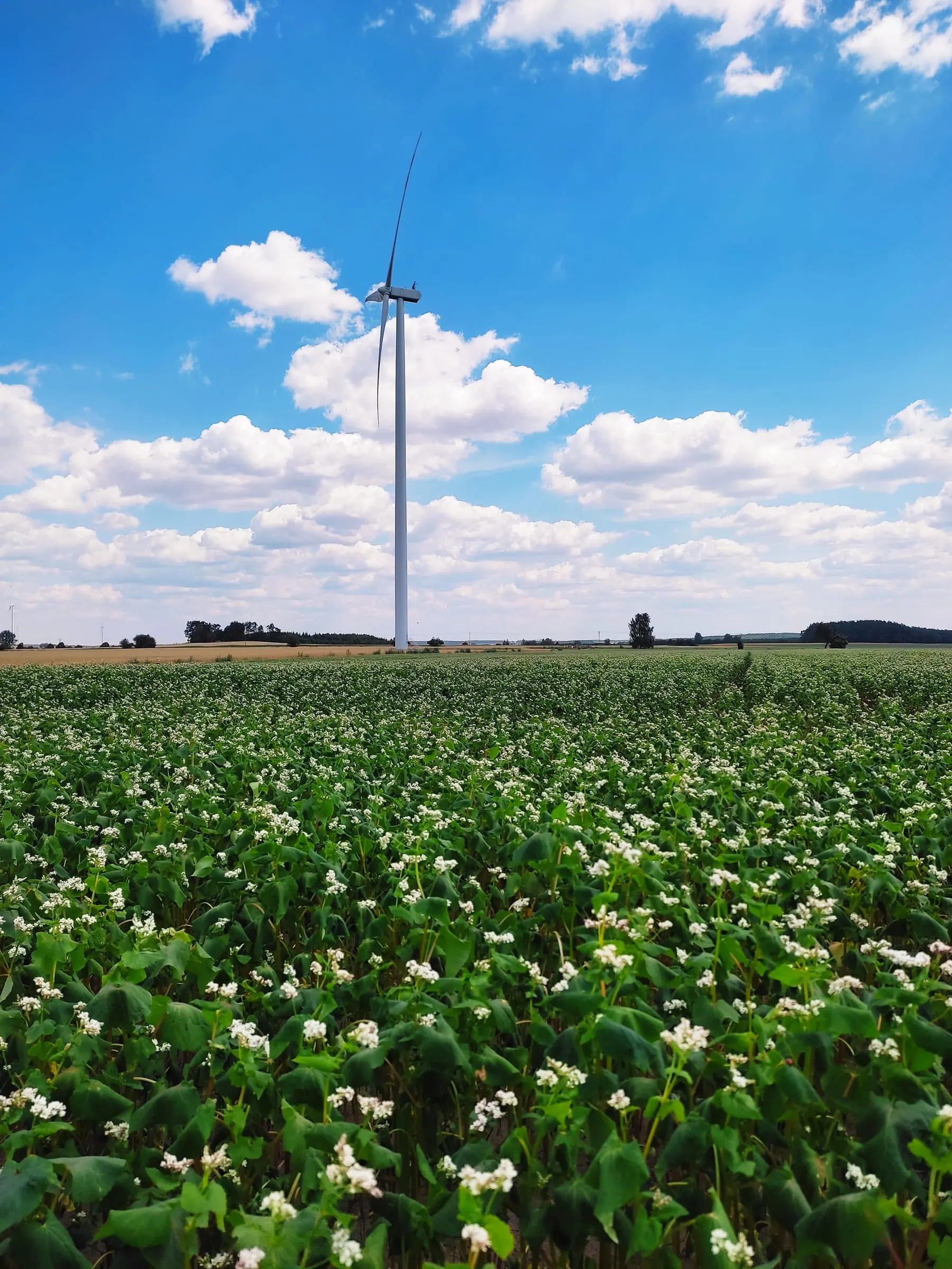 Rozległe pole kwitnącej gryki o białych kwiatach, w oddali biała turbina wiatrowa na tle błękitnego nieba z chmurami.